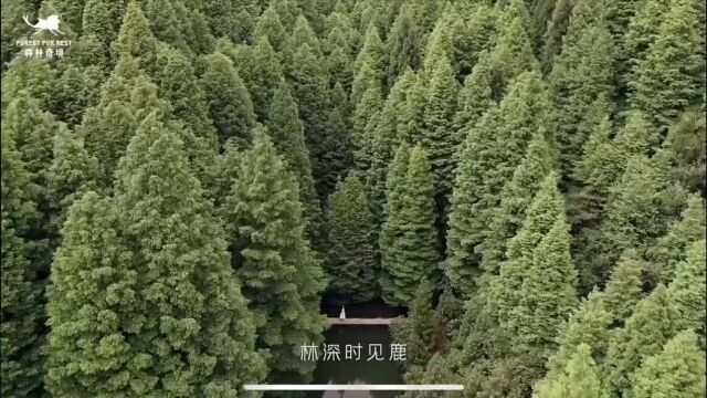 《森林奇境》宣传片 梵曲配音