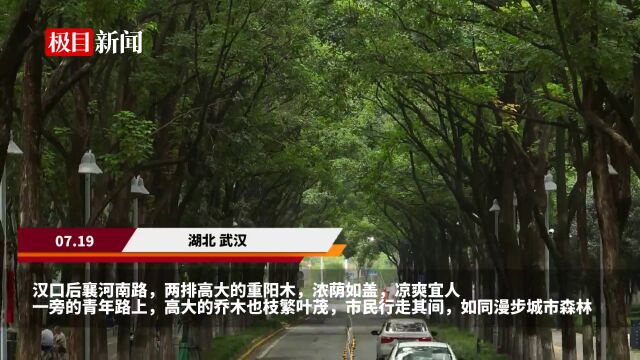 【视频】盛夏天然遮阳伞 武汉林荫路覆盖率达88%