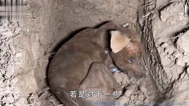 俗话说“死狗弃水流”,为什么狗狗死后不能埋?狗狗宠物知识科普生活 3