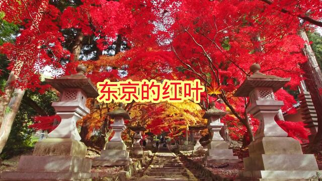 日本清水寺的红叶