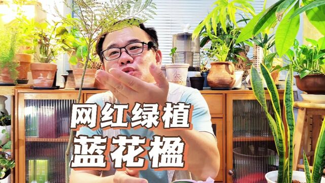 蓝花楹,室内网红绿植,绿叶婆娑,轻盈飘逸