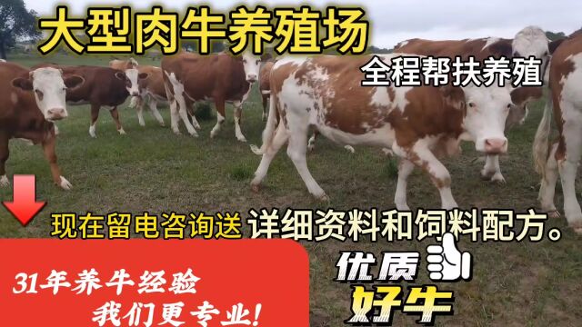 四川眉山市富农肉牛养殖场