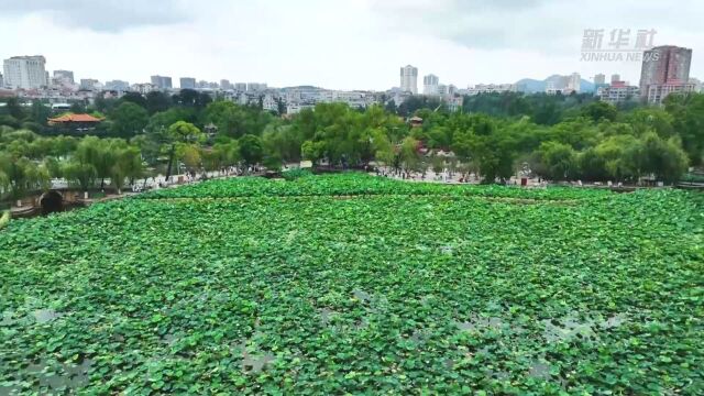 千城胜景|云南昆明:翠湖赏荷正当时