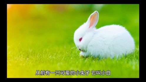 睡前故事：小白兔和小松鼠