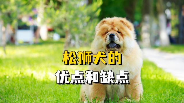 松狮犬的优缺点,据说70%的铲屎官都不知道!