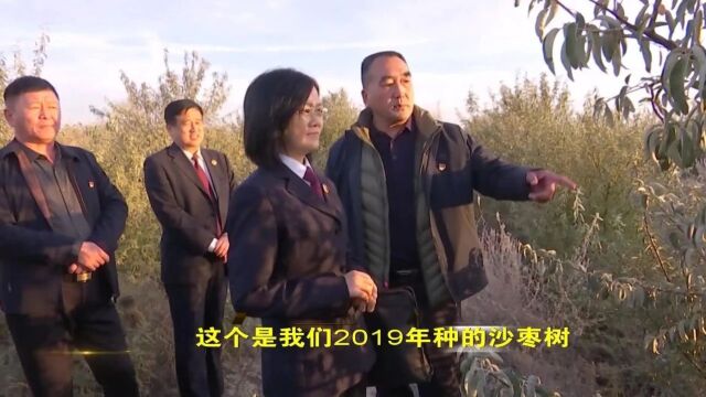 一份公益诉讼检察建议 “救活”万亩农田防护林