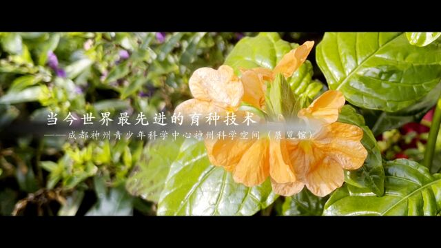 宣传片:当今世界最先进的育种技术(吴世康纪录片工作室)