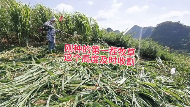 种植的高原牧草,第一茬草料这个高度及时收割,这样根部更加牢固