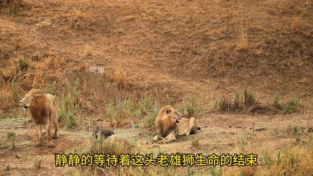 流浪雄狮打败老狮王,成为新狮王