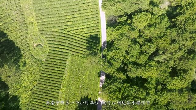 南宁周边1小时有什么地方好玩?横州市这个山顶茶园站得高看得远很适合来打卡!#总有人翻山越岭为你而来