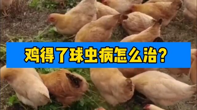 利皇动保分享:鸡得了球虫病怎么治?