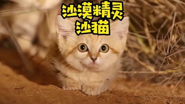 猫科中的异类——沙猫#动物科普 #神奇动物在这里