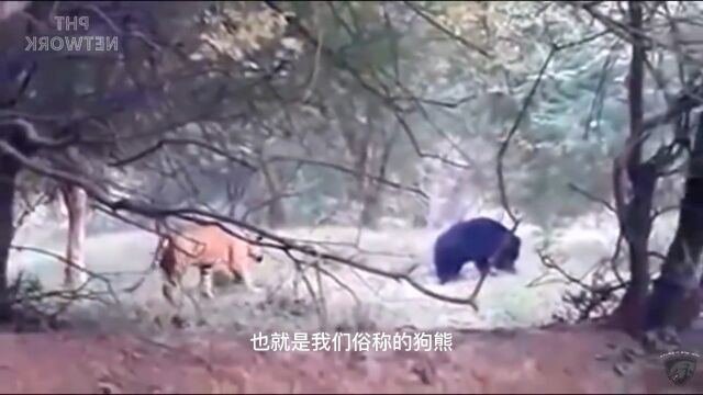 老虎捕猎的高光时刻