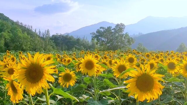 金色花海引客来ⷥ𚙥⃥里不同天,河南栾川美丽乡村,交通便利,山青水绿,民风淳朴,夏天平均气温只有21度,适合避暑度假.