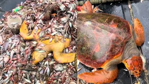 台州渔民误捕300斤红海龟，用小刀为其做全身spa，临走还叼着鱼