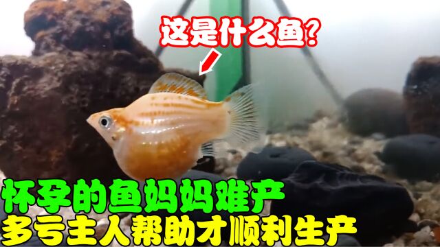 怀孕的鱼妈妈难产,多亏主人的帮忙才顺利生产,小鱼崽还真漂亮!