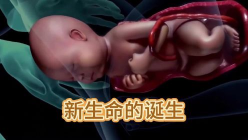 十月怀胎是什么样的？3D动画演示宝宝生长发育全过程！
