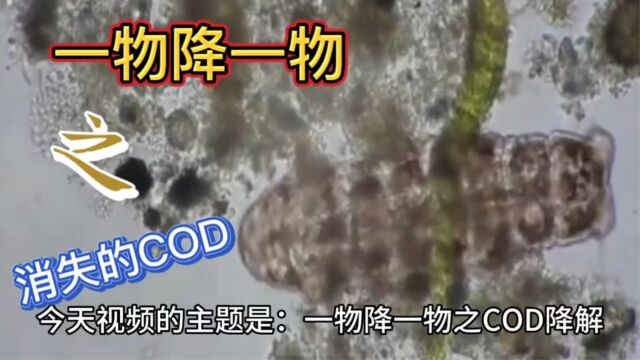 污水中纷繁复杂的COD是如何去除的?最后很精彩