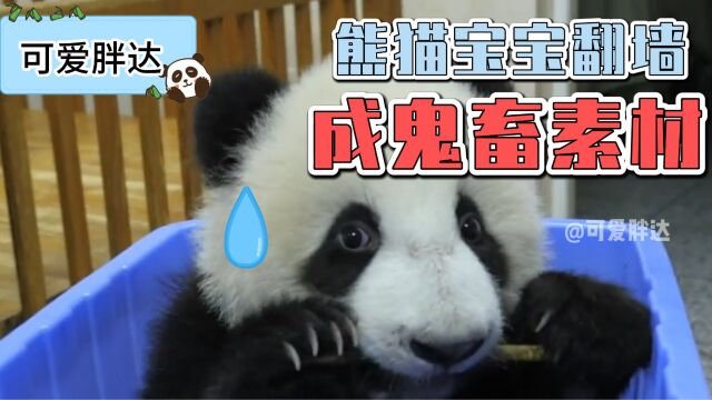 熊猫宝宝翻墙踩翻了箱子,差点被当成鬼畜素材!