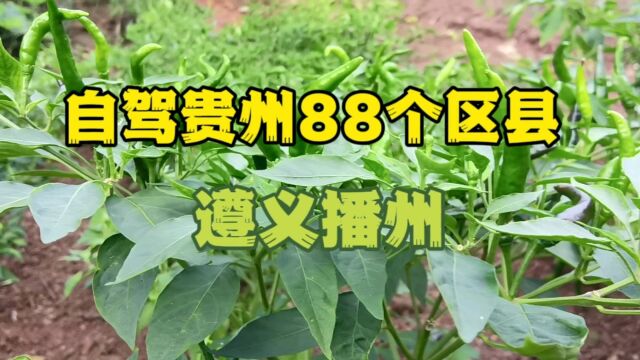 自驾贵州88个区县,第23站遵义播州区县