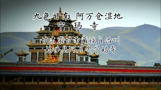 甘肃省甘南藏族自治州玛曲县阿万仓宁玛寺#九色甘南#阿万仓湿地#宁玛寺#东边日头西边雨,牛在寺院悠闲吃着草.