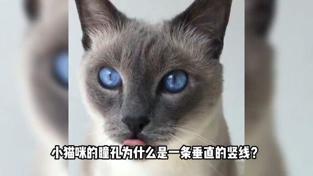 猫咪的瞳孔为什么是竖的?冷知识了解一下