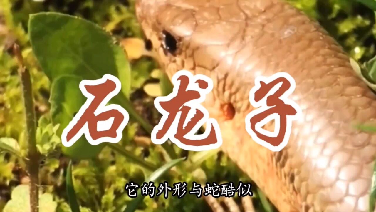 四脚蛇,狗婆蛇,学名石龙子,外形与蛇酷似,你们觉得它会咬人吗