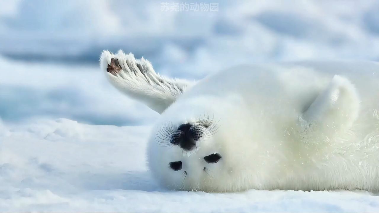 竖琴海豹 射水鱼