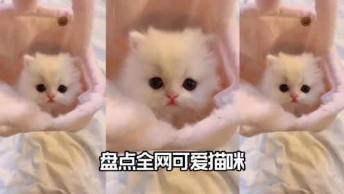 盘点全网最可爱小猫咪#猫咪#可爱萌宠 #喵星人#动物搞笑视频