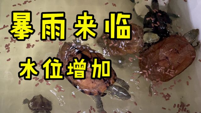 【Ygh】暴雨来临,给种龟们环境添水喂食