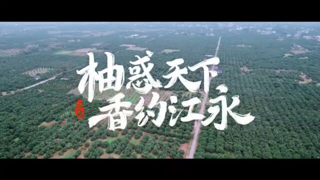 视频丨湖南永州:“柚”惑天下 “香”约江永