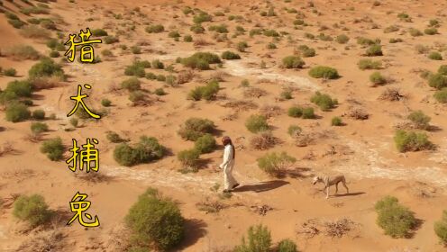 中东土豪沙漠中使用猎犬追捕野兔，顽强的野兔累瘫猎犬