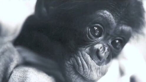 人类养成计划，黑猩猩尼姆的悲剧人生！ 1