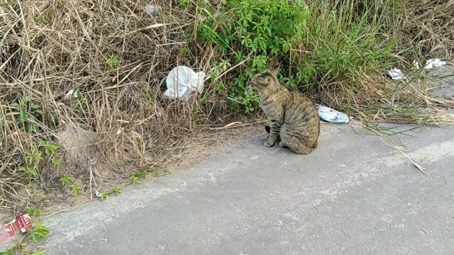 这是不是野生的狸花猫?正眼看你一眼都是给你莫大的面子,缩小版的小脑斧