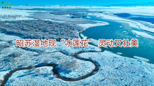 视频:昭苏湿地现“冰莲花” 灵动又壮美