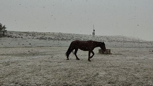 甘肃甘南州，四月的雪与奔跑的马