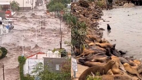 热带风暴“希拉里”横扫美国、墨西哥：洪水爆发 成群海豹上岸躲避