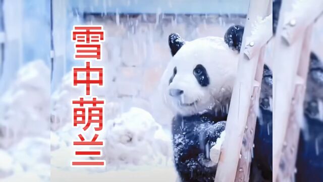 天啊,雪中萌兰太好看了,治愈了我