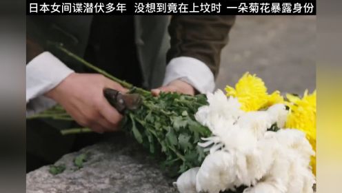 日本女间谍潜伏多年   没想到竟在上坟时  一朵菊花暴露身份#斗香 #谍战片 #因为一个片段看了整部剧
