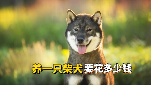 养一只柴犬要花多少钱?想养狗的看过来!