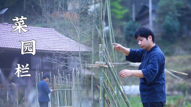 为了防止鸡群来搅和,小伙用竹子建造了菜园围栏,这下可以安心的种菜了