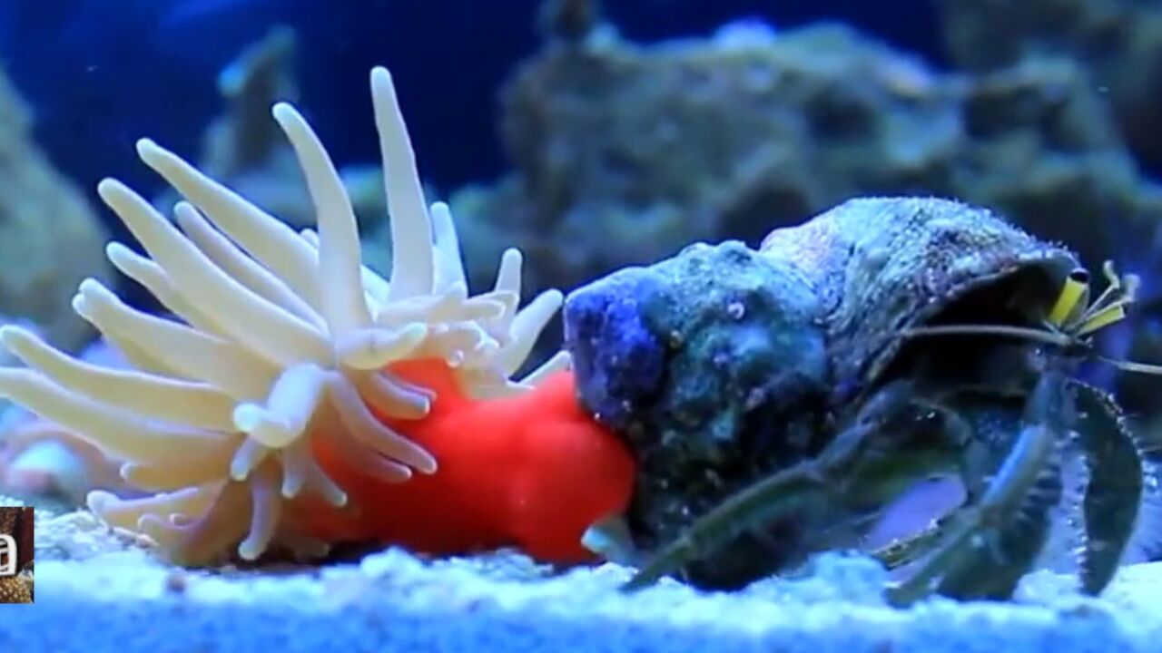 0909蓝色的家园寄居蟹