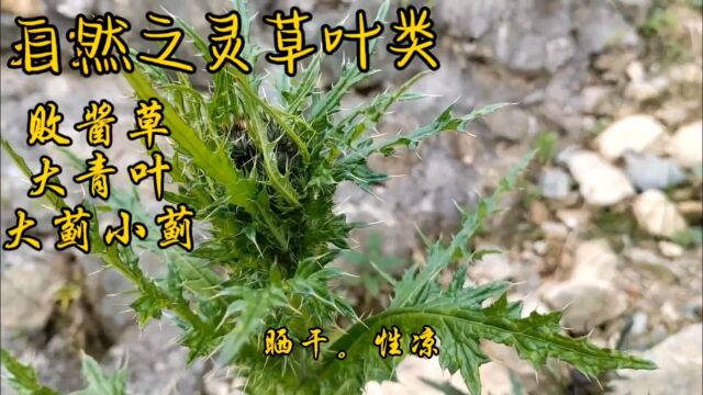 自然之灵草叶类败酱草大青叶大蓟小蓟