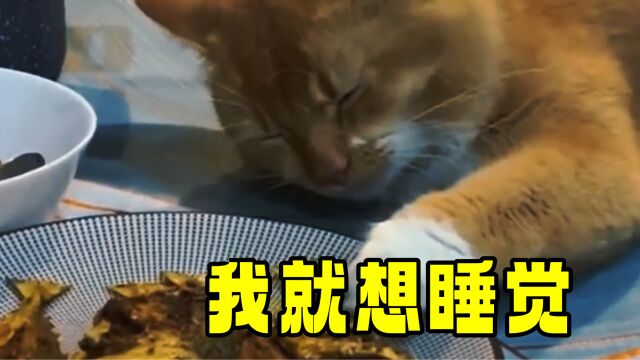 猫:你太敏感了,我就想抱着睡觉