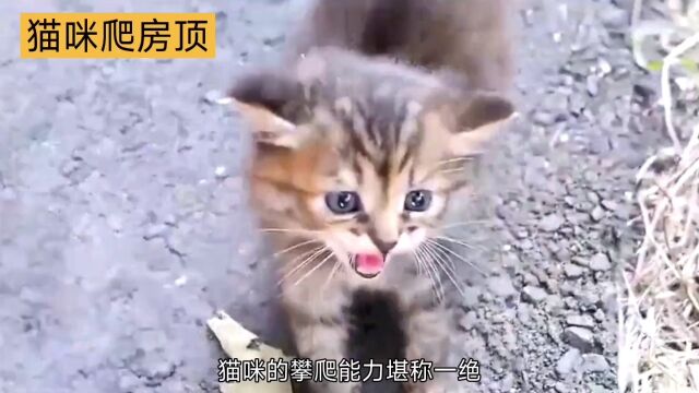 猫咪身体结构,天生攀爬高手