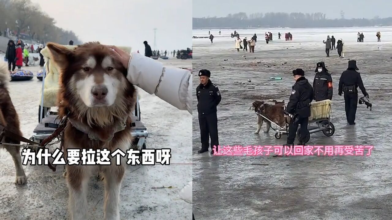 哈尔滨狗拉爬犁图片