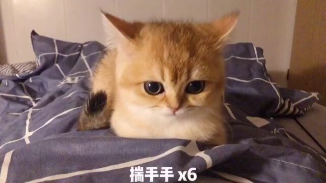 养一只东北猫是什么体验?