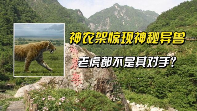 神农架出现异兽“过山黄”,速度奇快专吃腐肉,老虎都不是对手?