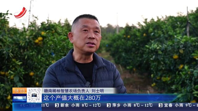 【江西好“丰”景】赣州南康:稀柚丰收采摘欢 农场销售全覆盖