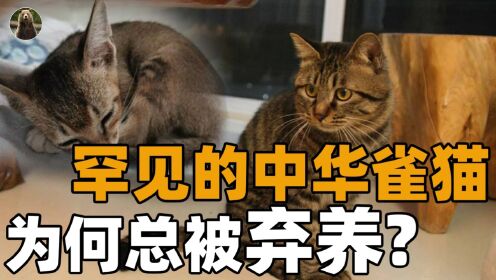 罕见的中华雀猫都在流浪?田园猫明明很优秀,为何总是被弃养?_高清1080P在线观看平台_腾讯视频